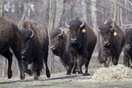Fort Peck Native American Tribes Gift Bison to WCS’s Bronx Zoo